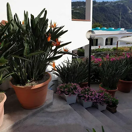 Loreta Affittacamere Forio di Ischia