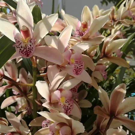 Loreta 4* Forio di Ischia