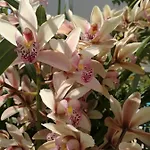 洛雷塔别墅 4* Forio di Ischia