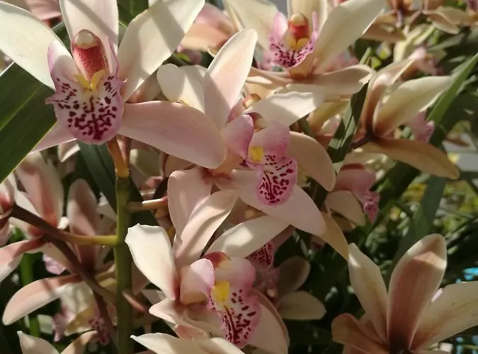 Loreta 4* Forio di Ischia